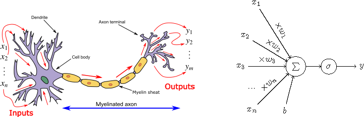 Left: biological neuron (source: wikipedia); Right: a typical artificial neuron.